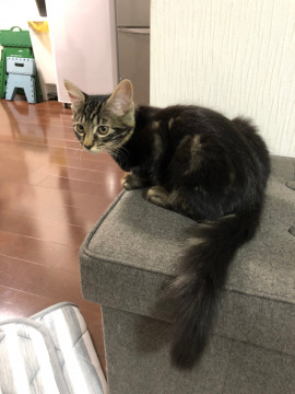 クロちゃん