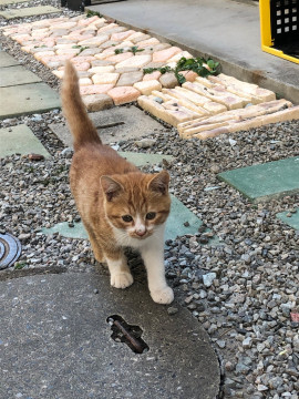可愛いチャシロちゃん