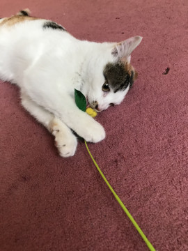 個性的な模様の三毛猫ちゃん