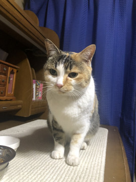 甘えん坊の三毛猫です