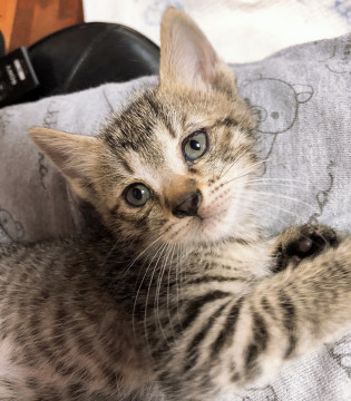 ピョンピョン跳ねる可愛いトラ子猫❣❣
