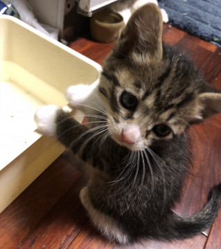 かわいい黒トラ猫♡