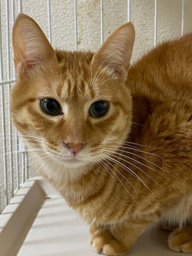 ザ・茶トラ男子♪きょうたろう