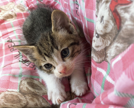 かわいい子猫❤