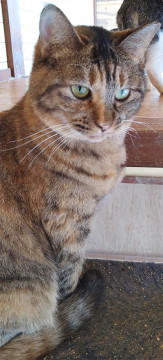 きれいなサビ柄で大人しいちゃん。