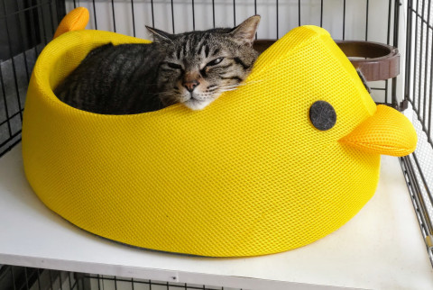 子グマのような♡ヨイちゃん