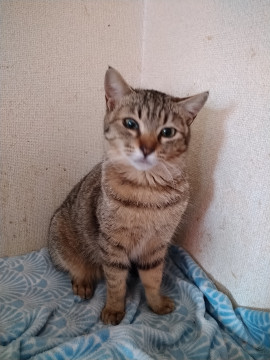 可愛いキジ君