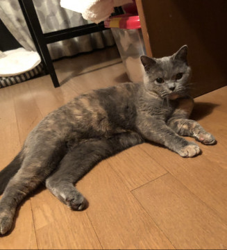 ブリティッシュショートヘア可愛い女の子