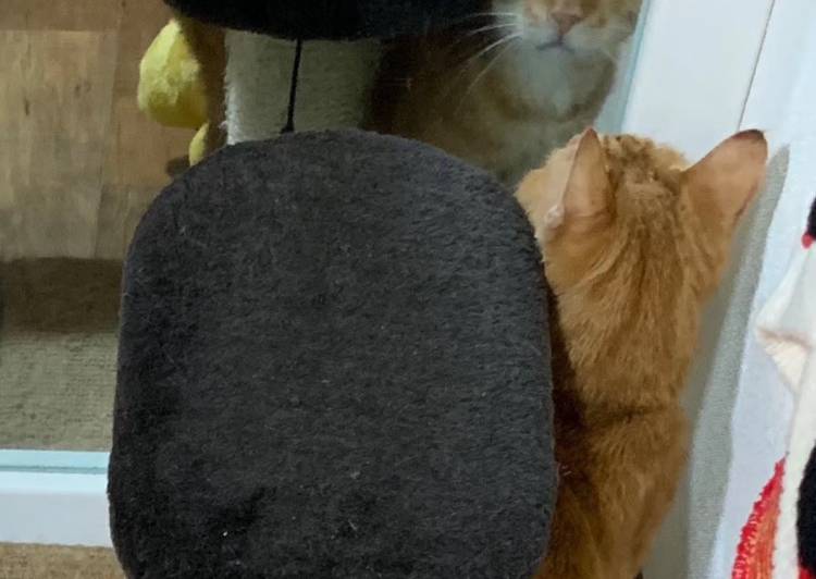 大阪府大阪市東淀川区 可愛いしつこい 猫の里親募集 ネコジルシ