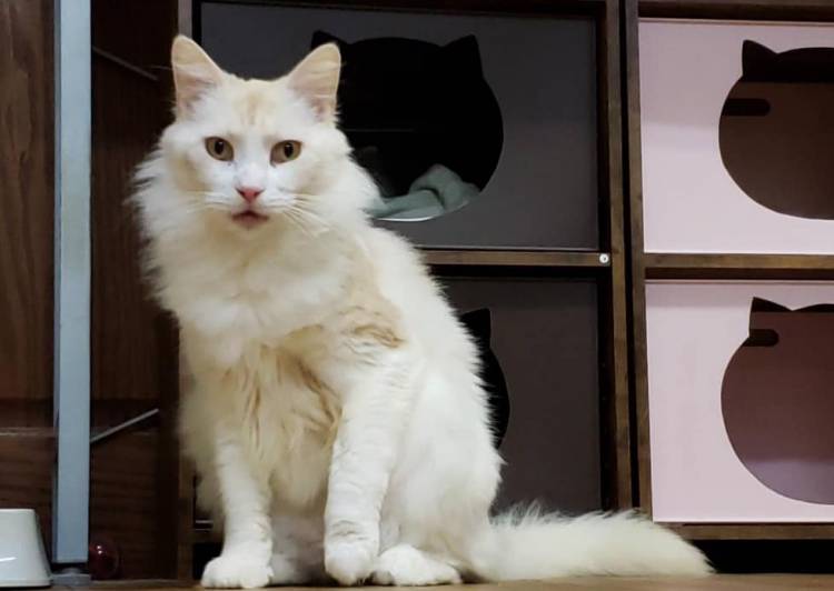 神奈川県 メインクーン もうすぐ7歳になります 猫の里親募集 ネコジルシ 神奈川県 メインクーン もうすぐ7歳になります 猫の里親募集 ネコジルシ