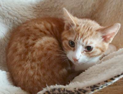 東京都の猫の里親募集 世田谷区 ネコジルシ 東京都の猫の里親募集 世田谷区 ネコジルシ