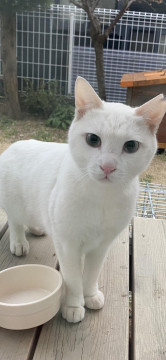 キレイな白猫2歳くらい