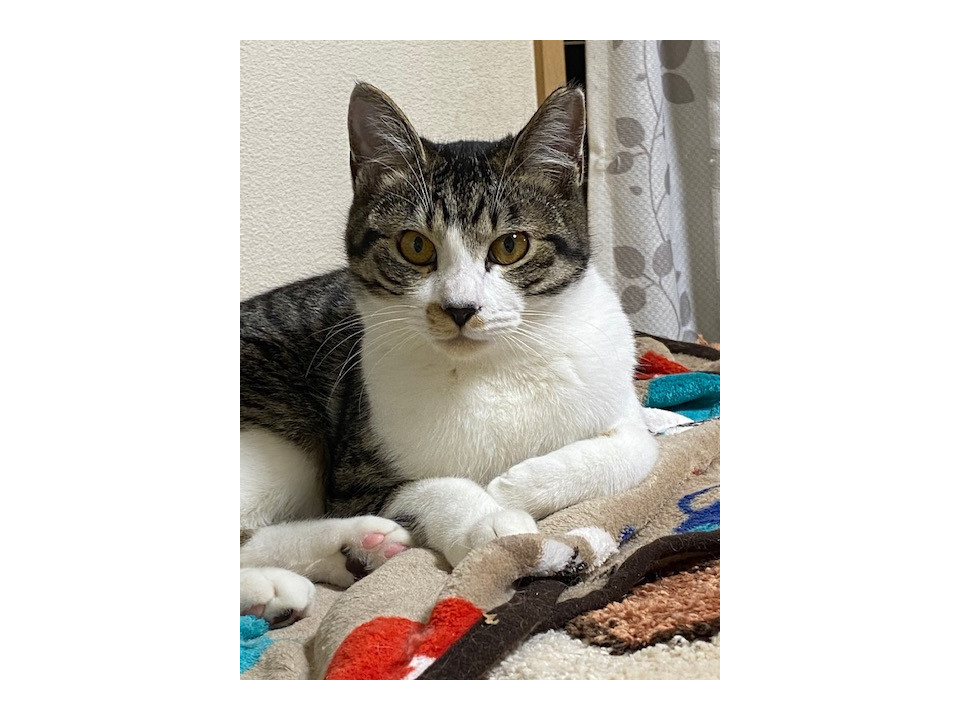 猫と仲良くできる才能あり♪げんた