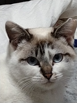 マーシャだよ〜(=^・^=)
