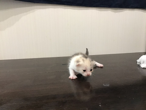 三毛猫ちゃん里親募集