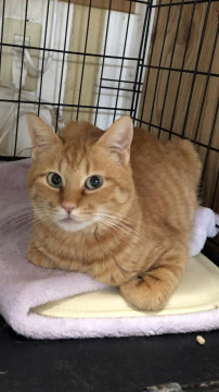 シャイな　茶虎君