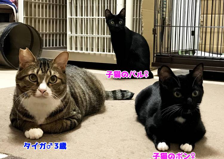 東京都 3匹の絆 黒猫姉妹とタイガ 猫の里親募集 ネコジルシ
