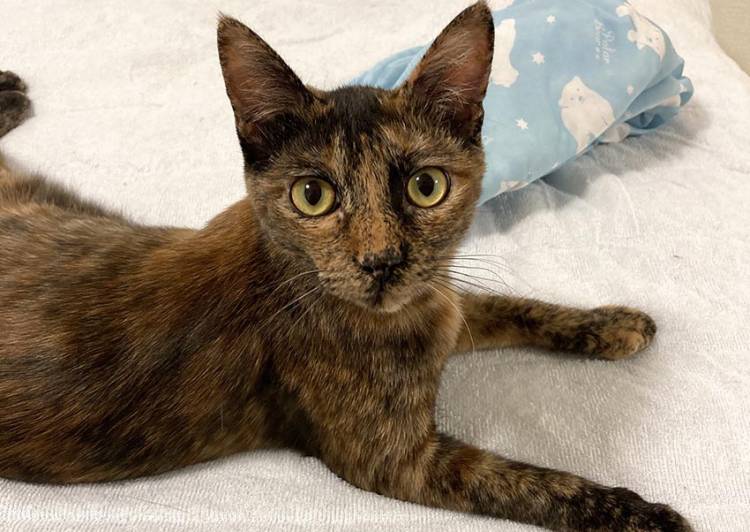 大阪府の猫の里親募集 八尾市 ネコジルシ 大阪府の猫の里親募集 八尾市 ネコジルシ