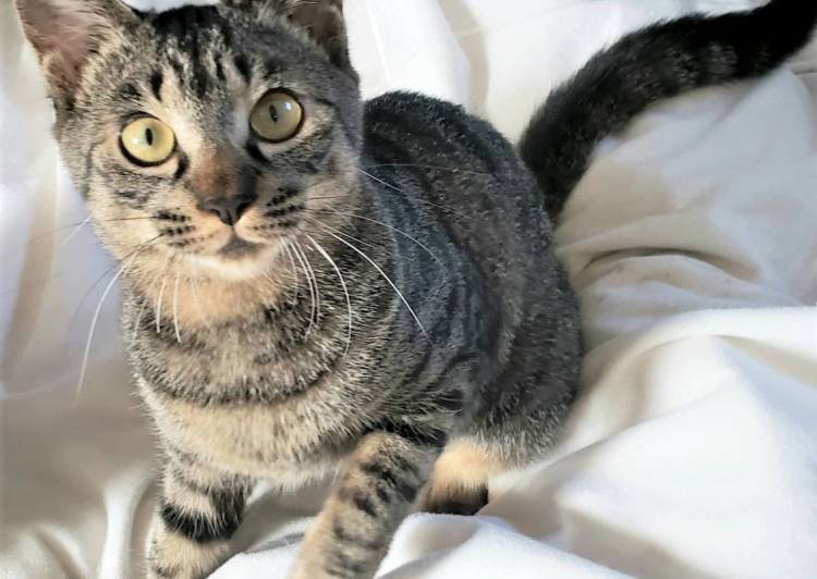 東京都の猫の里親募集 世田谷区 ネコジルシ 東京都の猫の里親募集 世田谷区 ネコジルシ