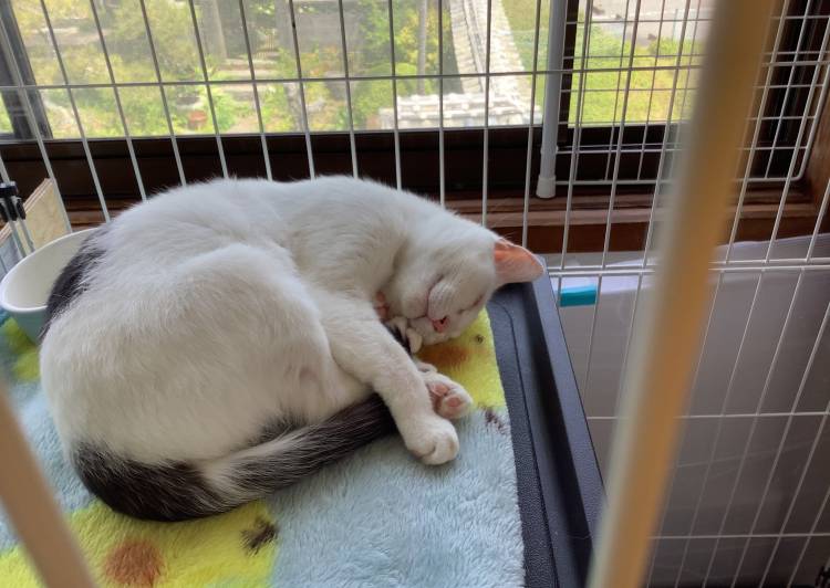 猫の里親募集 シロ ネコジルシ 猫の里親募集 シロ ネコジルシ