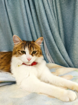 家猫修行完了の甘えんぼ美人さん