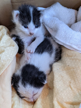 生後2週間の子猫3匹