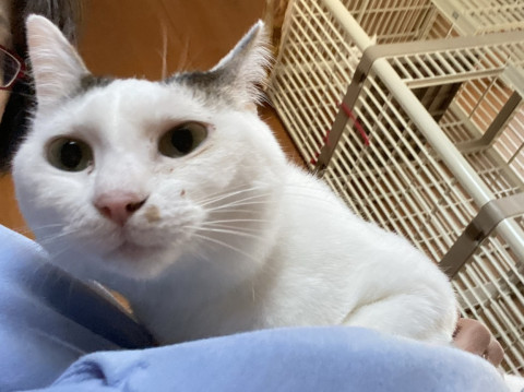 膝乗り、抱っこ、鼻チュー大好き 甘えん坊