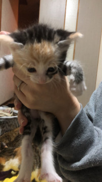 かわいい三毛猫