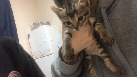 可愛いらキジトラの子猫