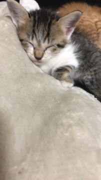 可愛いらサバ白の子猫