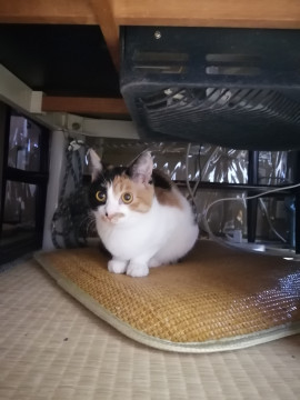 ミケネコちゃん