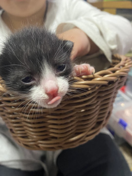 可愛い白黒子猫ちゃん