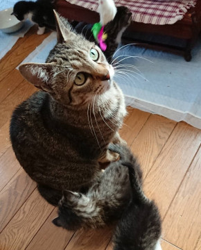 親子猫 2匹一緒に