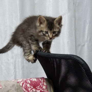 ふわもこキジトラちゃん