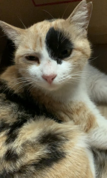 三毛の美猫さん