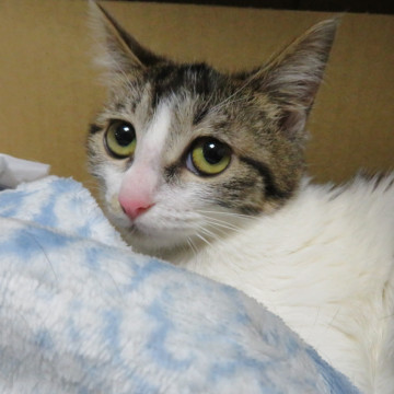 シャイでビビリな美猫ちゃん
