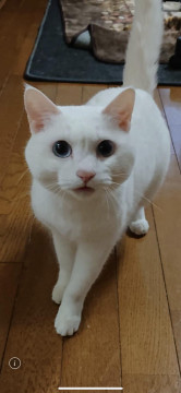 真っ白でブルーアイの女の子