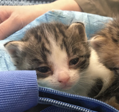 三毛猫の子猫