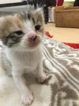 元気な三毛猫ちゃん