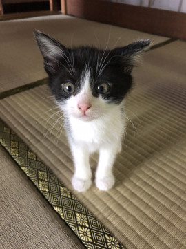ちょっとおてんばハチワレ美猫ちゃん