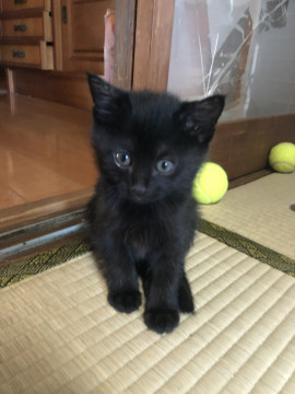 人懐っこい黒猫ちゃん