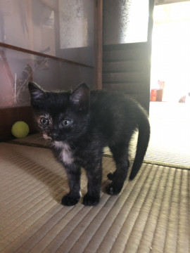可愛いさびねこちゃん