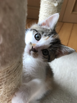 ミケミケちょっとビビりんぼう