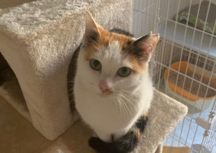 奈良県の猫の里親募集 メス 手術済 ネコジルシ 奈良県の猫の里親募集 メス 手術済 ネコジルシ