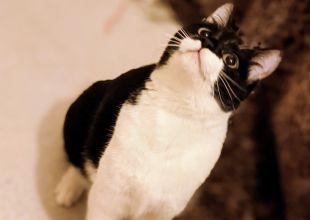 奈良県の猫の里親募集 メス 手術済 ネコジルシ 奈良県の猫の里親募集 メス 手術済 ネコジルシ