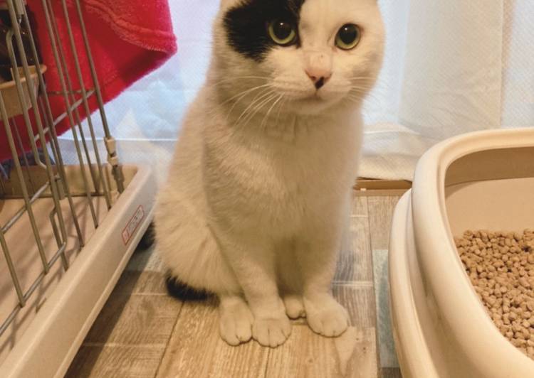 千葉県の猫の里親募集 浦安市 ネコジルシ