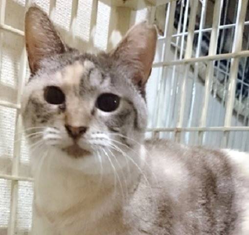 東京都の猫の里親募集 大田区 ネコジルシ 東京都の猫の里親募集 大田区 ネコジルシ