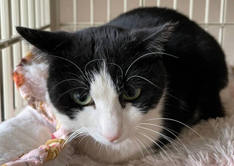 東京都の猫の里親募集 世田谷区 ネコジルシ 東京都の猫の里親募集 世田谷区 ネコジルシ