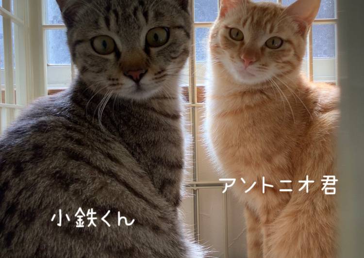 奈良県 お見合い歓迎 仲良し兄弟 猫の里親募集 ネコジルシ