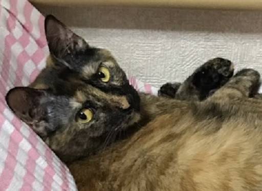 東京都の猫の里親募集 大田区 ネコジルシ 東京都の猫の里親募集 大田区 ネコジルシ